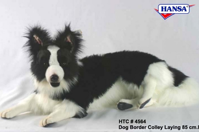 hansa_4564_border-collie.jpg