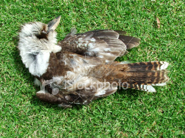 ist2_1199407-dead-bird.jpg