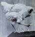 mike4aheadless chook.jpg