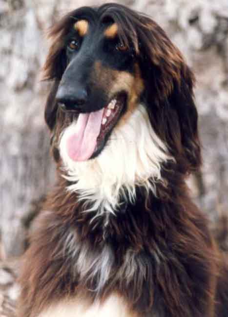 afghan_hound_06a.jpg
