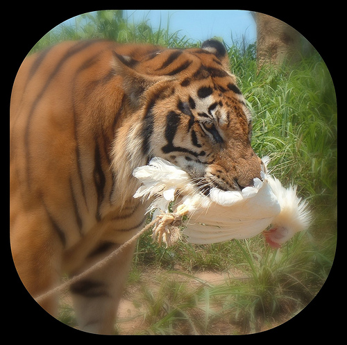 tiger.jpg