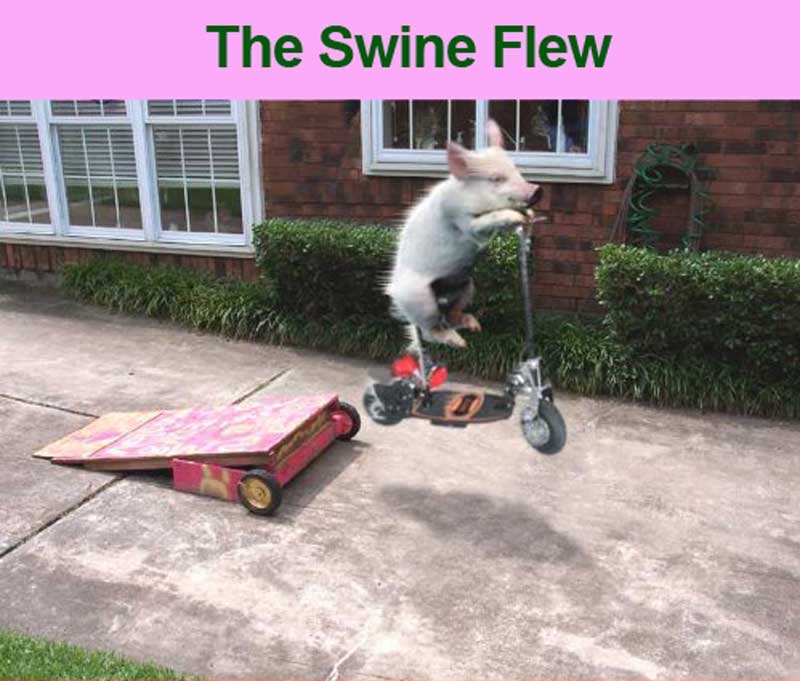 pig.JPG