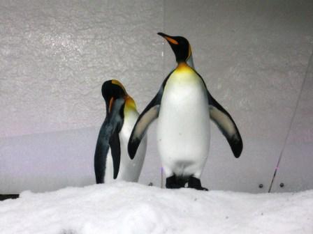 penguins.JPG