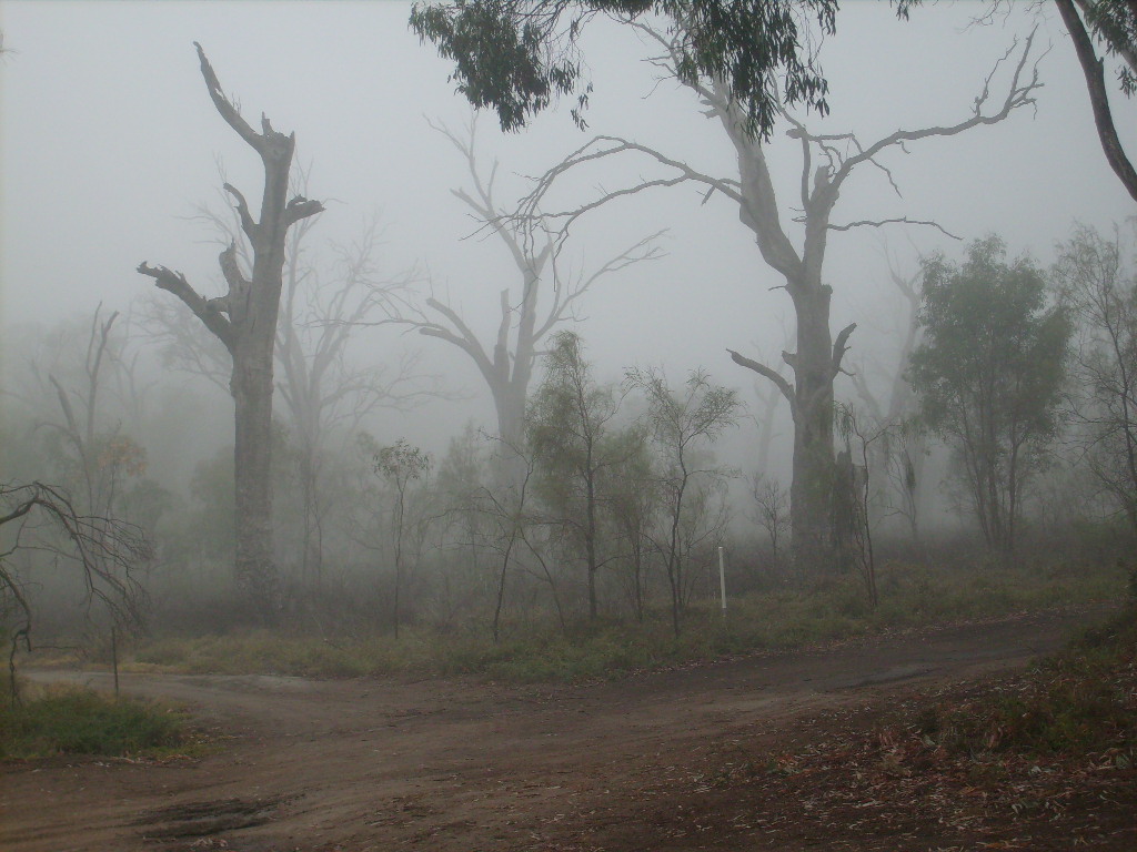 Fog at Murbko.JPG