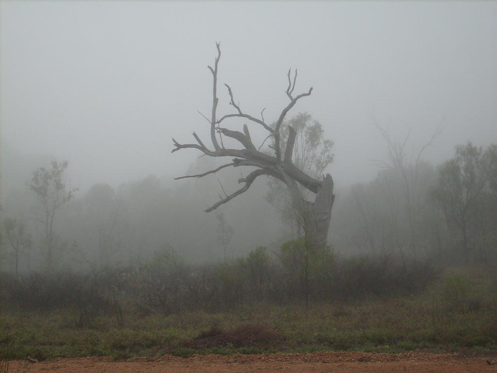 Foggy at Murbko.JPG