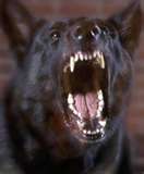 serenadog.jpg