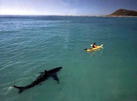 shark.jpg