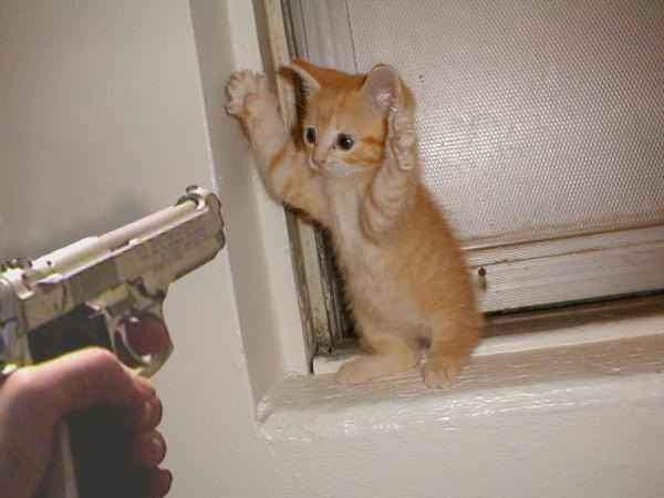 kitten_gun.jpg