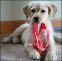 dog with undies.jpg