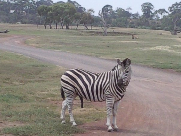 zebra.jpg