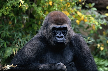 Mountain-Gorilla-5744.jpg