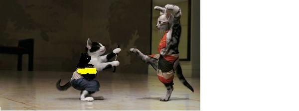 catfight1_1.jpg