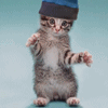 dancing_cat.gif