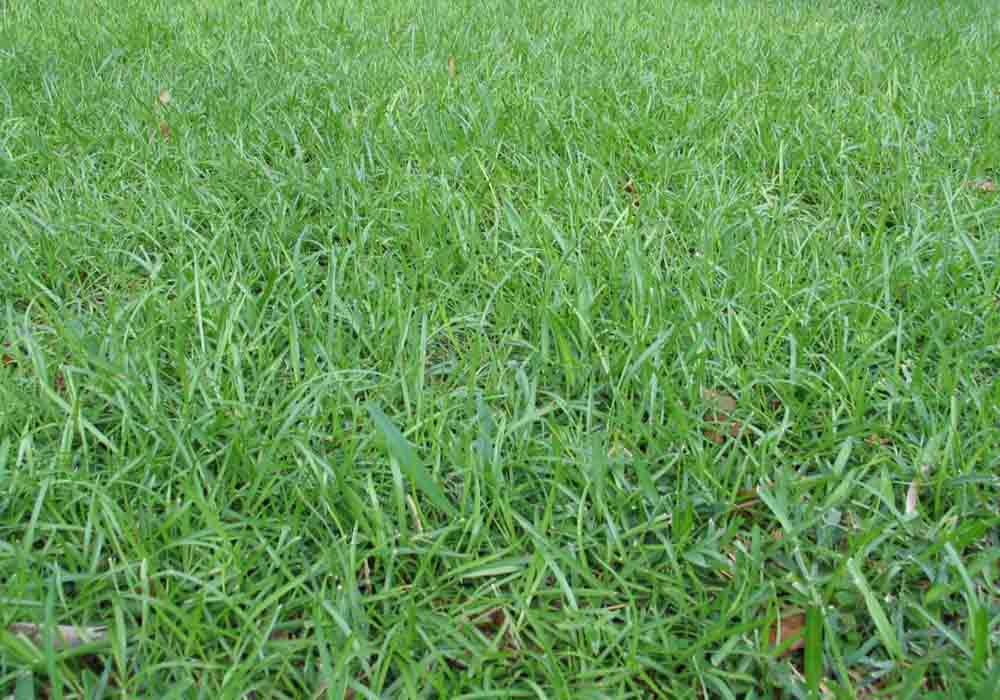 grass%20growing.jpg