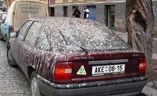 bird-shit.jpg