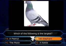 pidgquiz.jpg