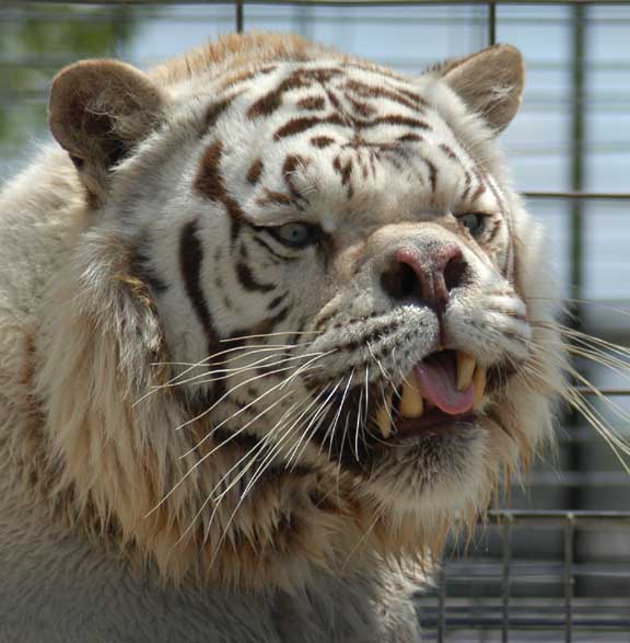 Bulldog Tiger.jpg