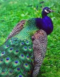 peacock.jpg