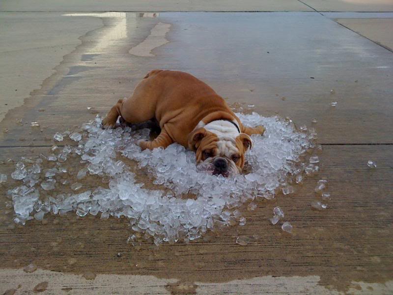 doggieswin.jpg