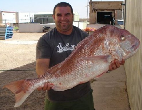 snapper.jpg