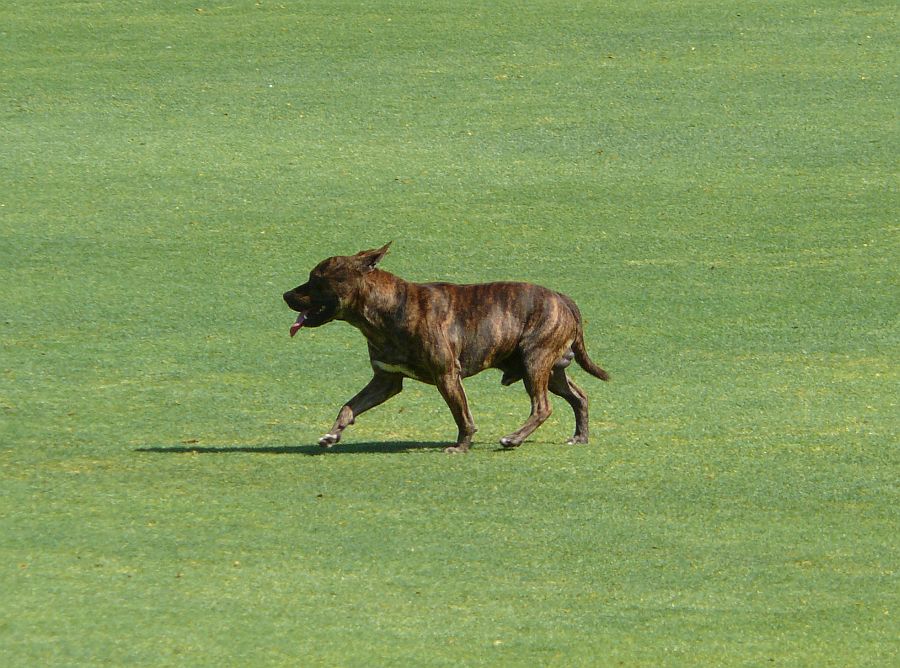 Staffy vs NSW A.jpg