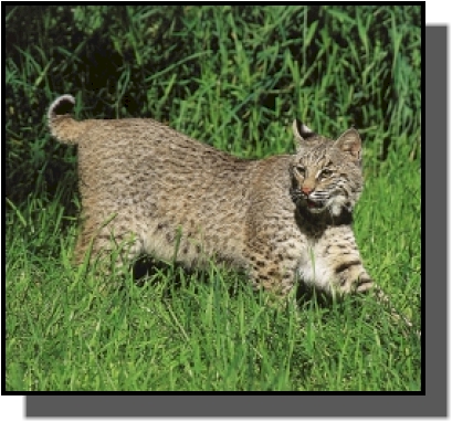 Bobcat3.jpg