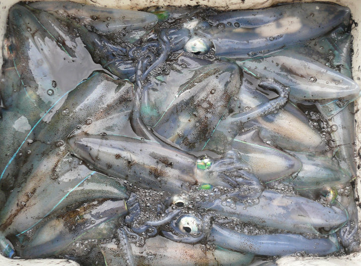 Pt Vic bag of squid 280810.jpg