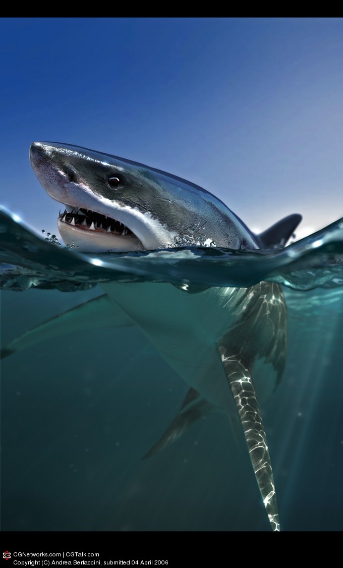 shark 1.jpg