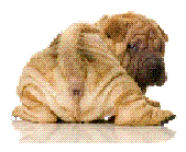 sharpei.GIF