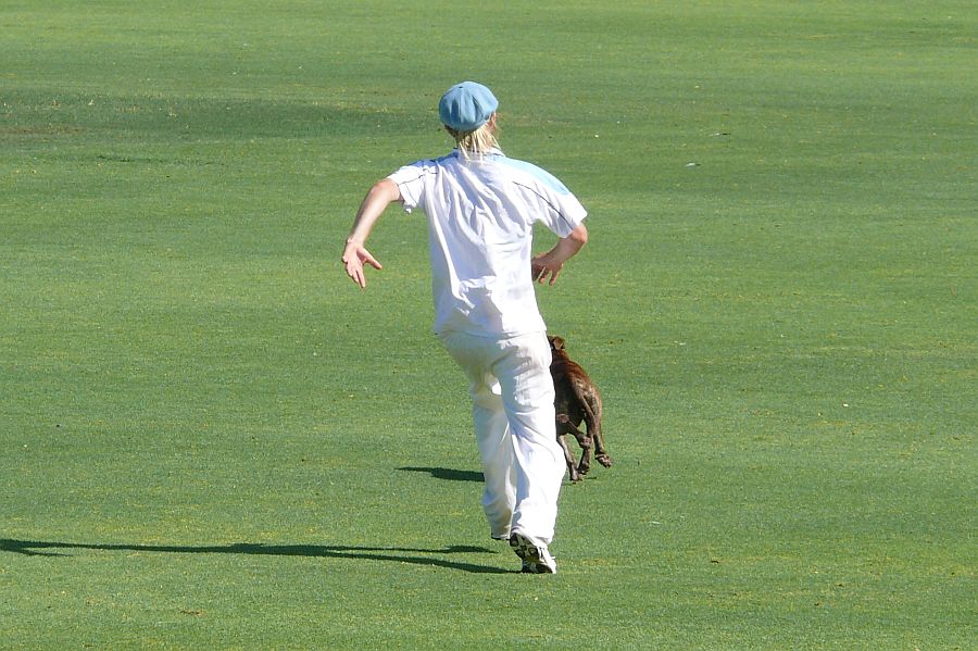 Goat vs Dog.jpg