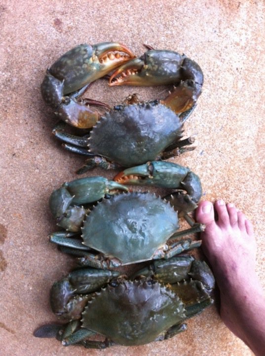 mudcrabs.jpg