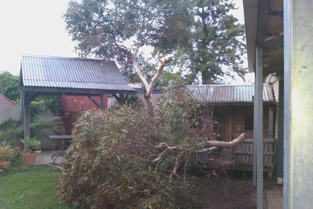 Gum tree.jpg