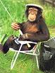 images monkey.jpg