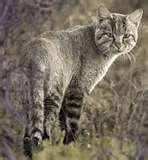 African Wildcat.jpg
