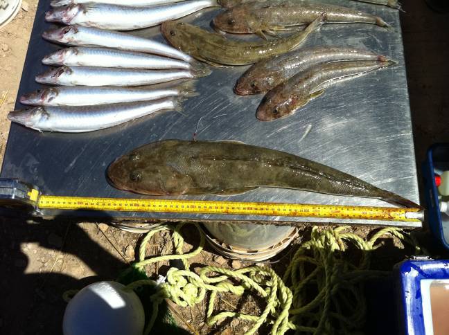 flathead.jpg