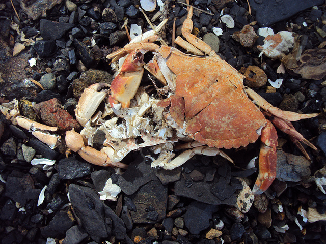 smashed crab.jpg