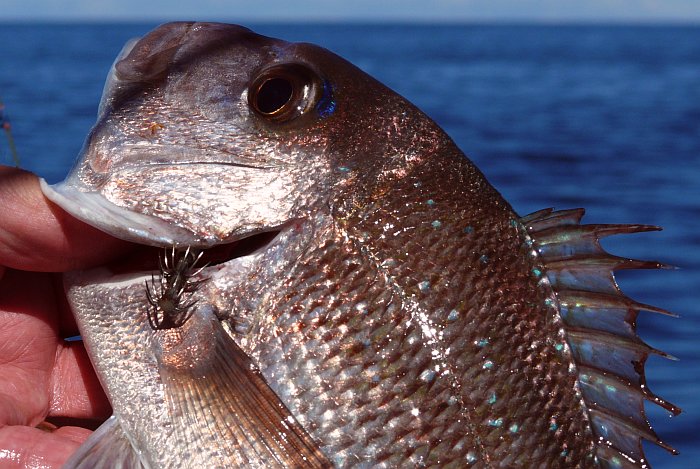Port Hughes Snapper on hard plastic resized April 2012.jpg