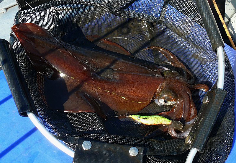 Big Local Squid.jpg