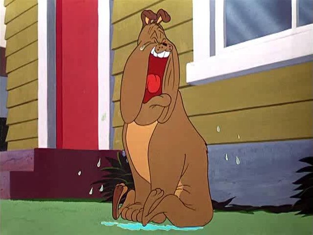 bulldog crying 2.jpg