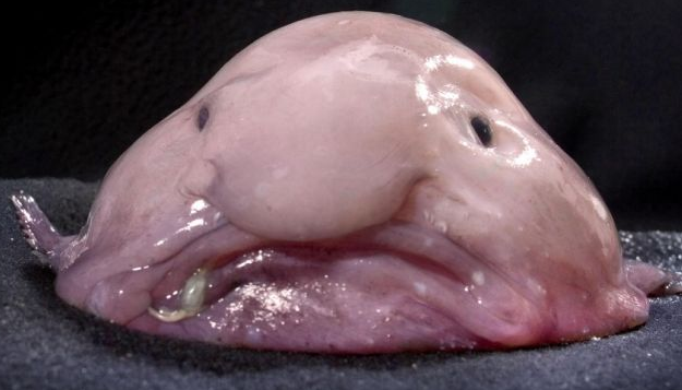 blob-fish.png