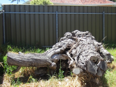 tree stump 1.JPG