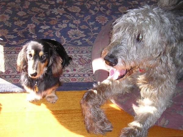 dogpix 009.jpg