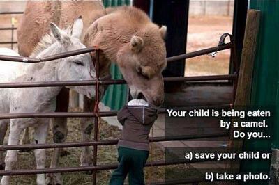 camel food.jpg