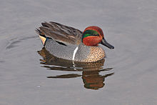Anas_carolinensis_male.jpg