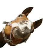 horse.jpg