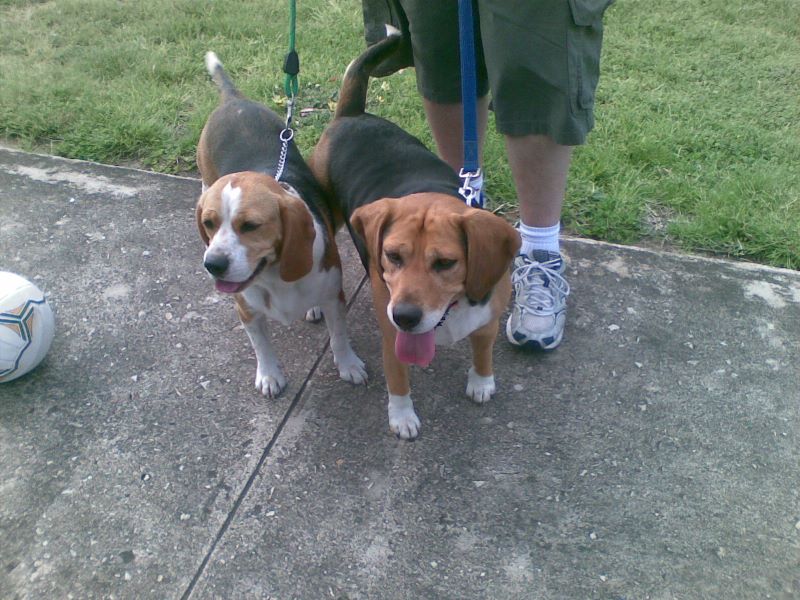 Missy and Beasley .jpg