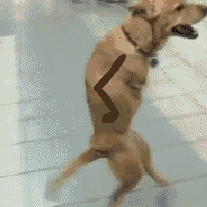 23afa78f.gif